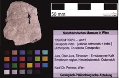 Foto (Objekt + Etiketten) von Decapoda indet. (NHMW-GEO-1990-0041-0055)